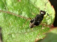 Chartoscirta cocksii