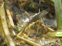 Gerridae