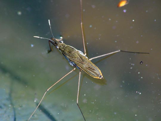 Gerris lacustris