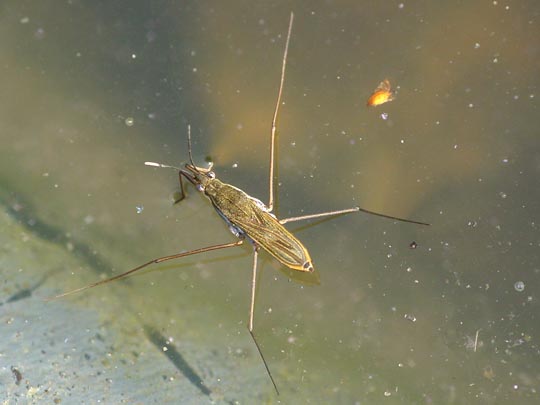 Gerris lacustris
