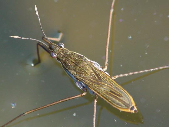 Gerris lacustris