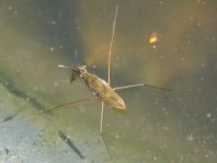 Gerris lacustris