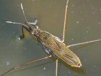 Gerris lacustris