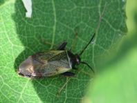 Adelphocoris seticornis