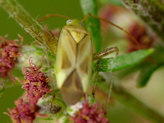 Gemeine Zierwanze, Adelphocoris lineolatus