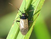 Adelphocoris seticornis