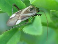 Gemeine Zierwanze, Adelphocoris lineolatus