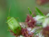 Apolygus cf. lucorum
