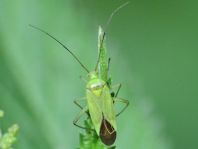 Calocoris affinis