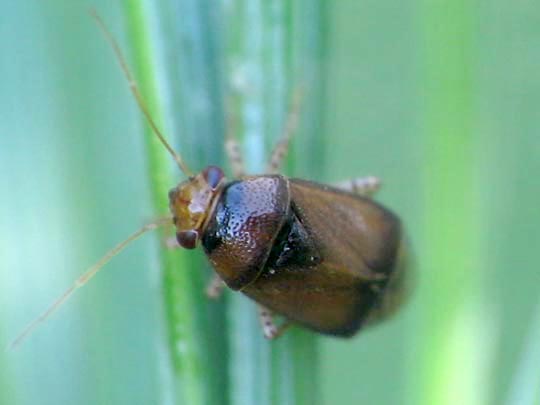 Camptozygum aequale