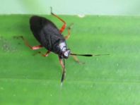 Capsus cf. ater