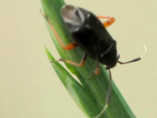Capsus