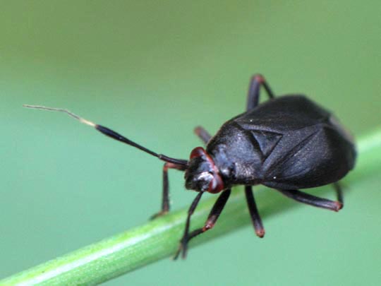 Capsus sp.