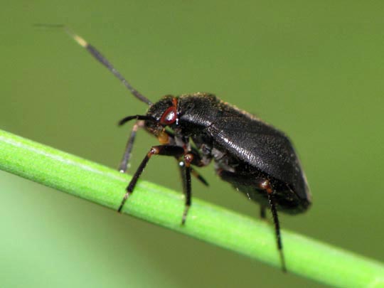 Capsus sp.
