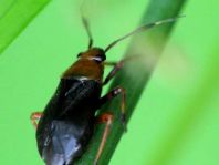 Capsus cf. ater