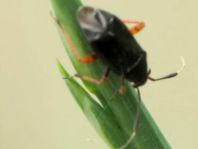 Capsus cf. ater