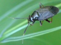 Capsus cf. ater