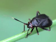 Capsus cf. ater