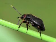 Capsus cf. ater