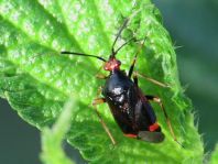Dreiecks-Weichwanze, Deraeocoris ruber
