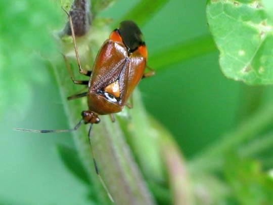 Dreiecks-Weichwanze, Deraeocoris ruber