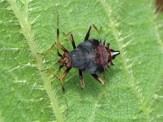 Dreiecks-Weichwanze, Deraeocoris ruber