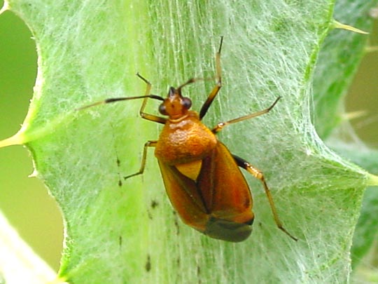 Dreiecks-Weichwanze, Deraeocoris ruber