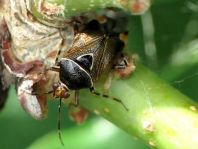 Deraeocoris flavilinea
