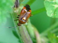 Dreiecks-Weichwanze, Deraeocoris ruber