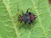 Dreiecks-Weichwanze, Deraeocoris ruber