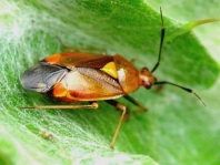 Dreiecks-Weichwanze, Deraeocoris ruber