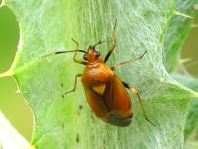 Dreiecks-Weichwanze, Deraeocoris ruber