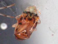 Deraeocoris lutescens, Glänzende Weichwanze