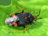 Dreiecks-Weichwanze, Deraeocoris ruber