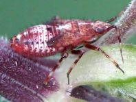 Deraeocoris flavilinea