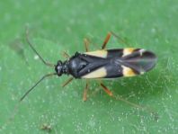 Dryophilocoris flavoquadrimaculatus