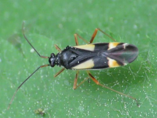 Dryophilocoris flavoquadrimaculatus