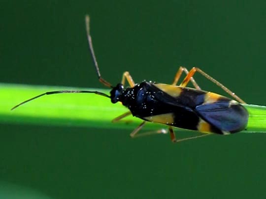 Dryophilocoris flavoquadrimaculatus