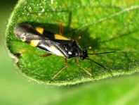 Dryophilocoris flavoquadrimaculatus