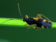 Dryophilocoris flavoquadrimaculatus