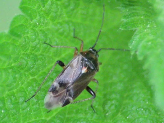 Harpocera thoracica, Eichenwanze