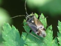 Harpocera thoracica, Eichenwanze