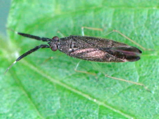 Heterotoma planicornis, Dickfühlerweichwanze