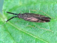 Heterotoma planicornis, Dickfühlerweichwanze