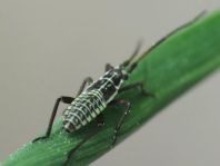 Leptopterna dolabrata, Langhaarige Dolchwanze