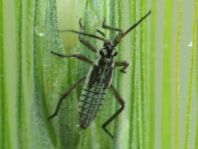Leptopterna dolabrata, Langhaarige Dolchwanze