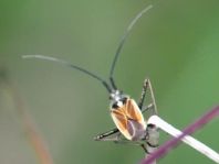 Leptopterna dolabrata, Langhaarige Dolchwanze