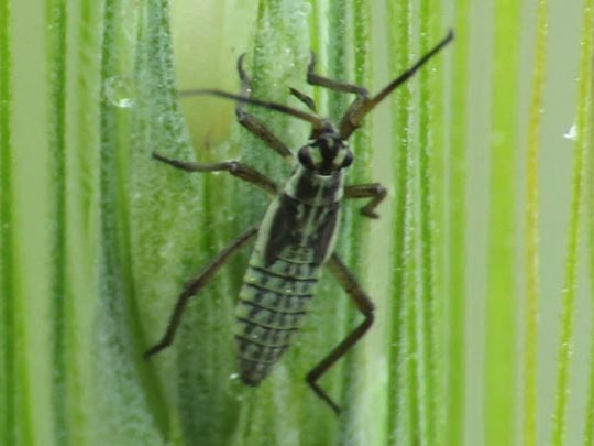 Leptopterna dolabrata, Langhaarige Dolchwanze
