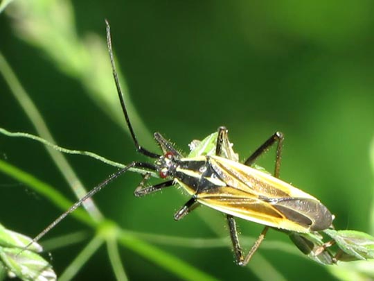 Leptopterna dolabrata, Langhaarige Dolchwanze