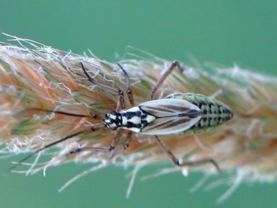 Leptopterna dolabrata, Langhaarige Dolchwanze